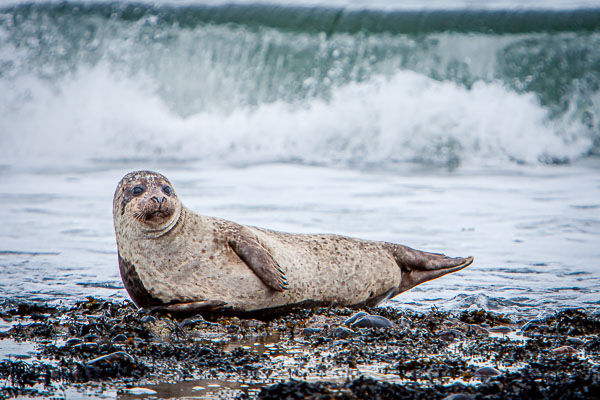 Grey Seal pup on the Moray coast